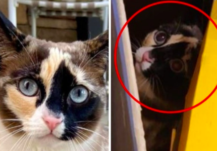 Gatto attraversa l'America in un pacco Amazon